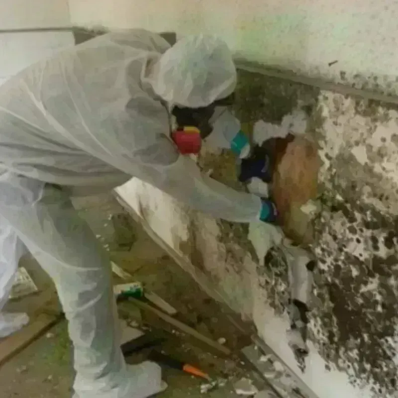 Mold Remediation and Removal in Queens, NY